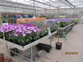 Cineraria